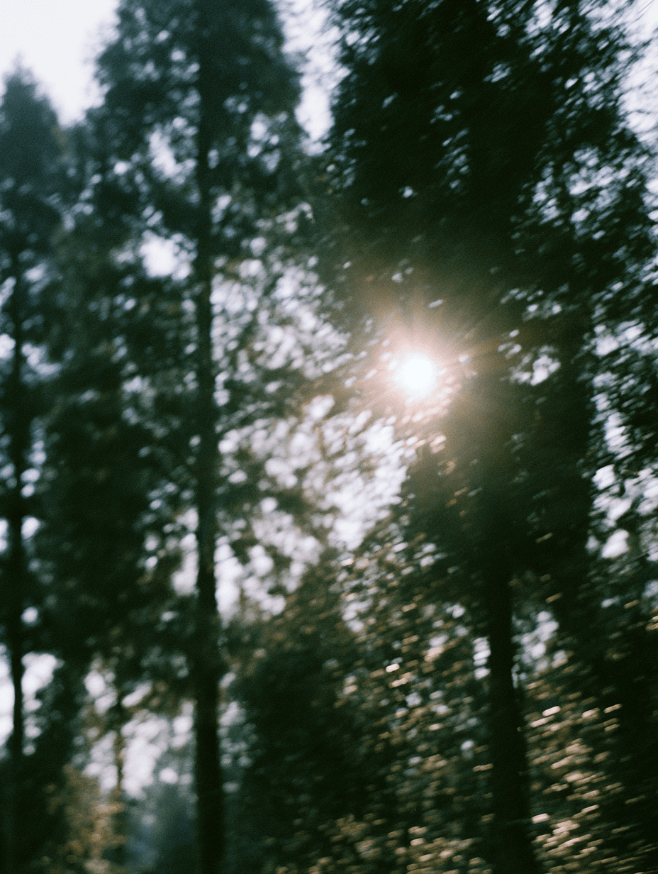 Sunlight Through Forest Canopy
